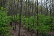 Geköpfte Winterlinden unter Eichen (Foto: H.-C. Münnich)