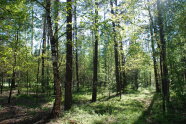 Birken und Eichen unter alten Kiefern
