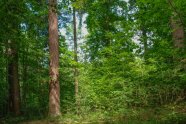 Douglasien mit Naturverjüngung