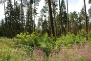 Eichen-Naturverjüngung und Weidenröschen im Zaun