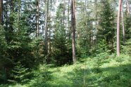 Tanne, Fichtenunterstand und einzelne Japanlärchen unter Altkiefern