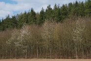 Erstaufforstung mit Feldflur im Vordergrund