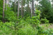Wüchsige Tanne und Eiche mit ausreichend Lichtgenuss