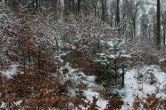 Frisch gepflegte Tannen