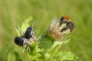 Ein schwarzer Käfer mit weißen Punkten (Trauerrosenkäfer) und eine Hummel mit Rostbraun behaartem Körper (Ackerhummel) sitzen an einer Distelblüte.