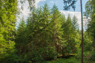 Der Douglasienbestand im Juni 2020