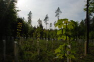 Beispiel für die Pflanzung einer Bergahorngruppe (Foto: H.-C. Münnich)