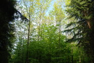 Bergahorngruppe 2020 (Foto: H.-C. Münnich)