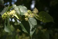 Winterlinde in der Blüte