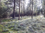 Üppige Tannennaturverjüngung