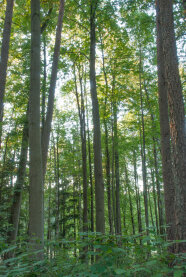 Freigestellter Saatguterntebaum