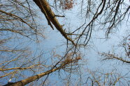 Unbelaubte Eichenkronen unter blauem Himmel