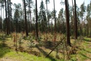 Flächig freigestellte Jungpflanzen im Zaun