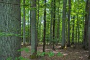 160-jährige Werteichen mit Buchen im Nebenbestand