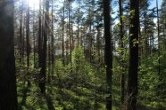 Eiche und Birke benötigen zunehmend Licht