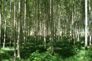 Gepflegter Birkenwald