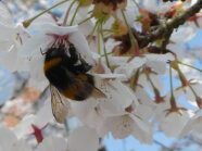 Erdhummel auf Kirschblüte