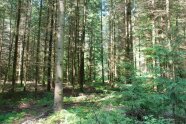 Wüchsige Douglasie an der Rückegasse