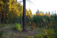 Dicke Douglasie im Staatswald bei Fichtenhof