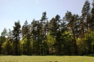 Panorama des Kiefernwaldes