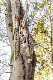 Buchentotholzstamm mit mehreren Spechthöhlen